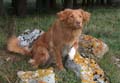 Bischi3
