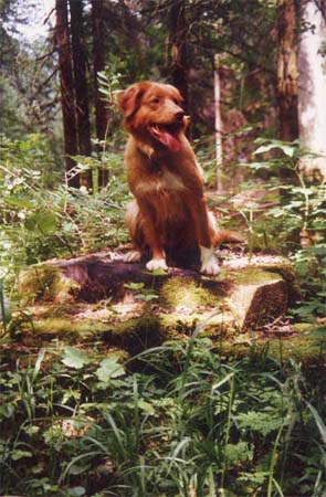 d_ghiisis_baum