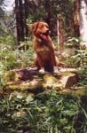 d_ghiisis_baum
