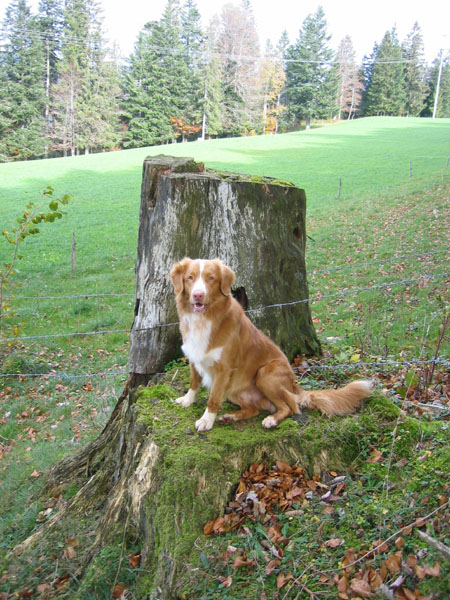 magic in switzerland8