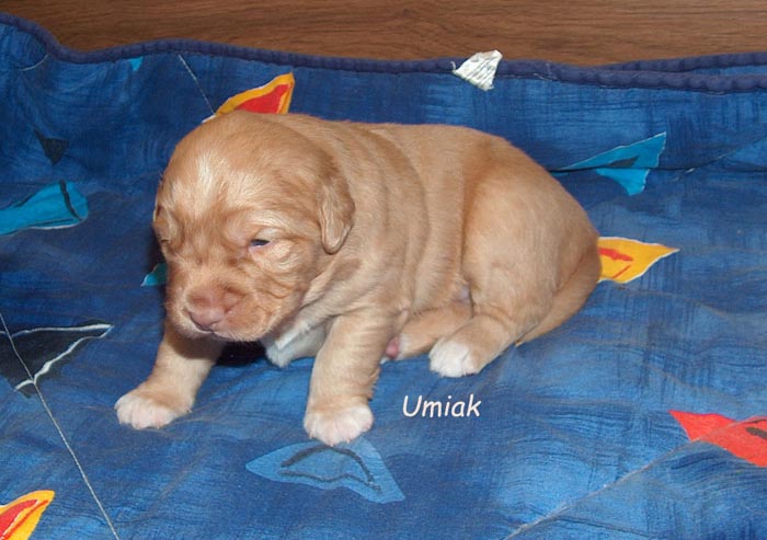 umiak2