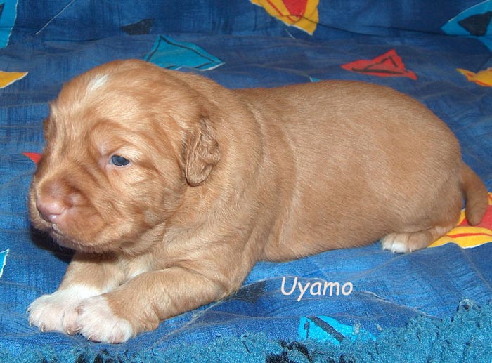 uyamo2