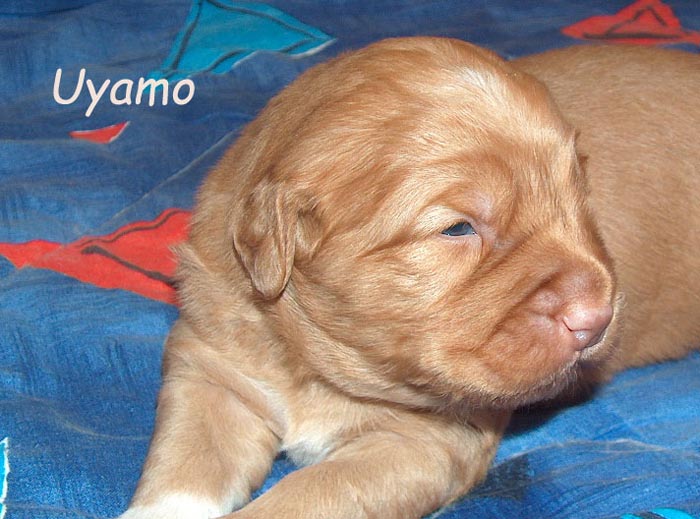 uyamo3