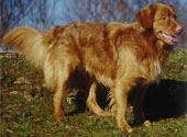 Baloo