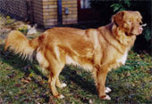 Douglas