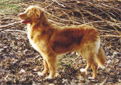 Hamish