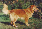 Kares